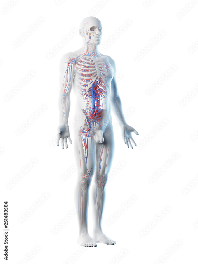3d rendered illustration of a mans vascular system