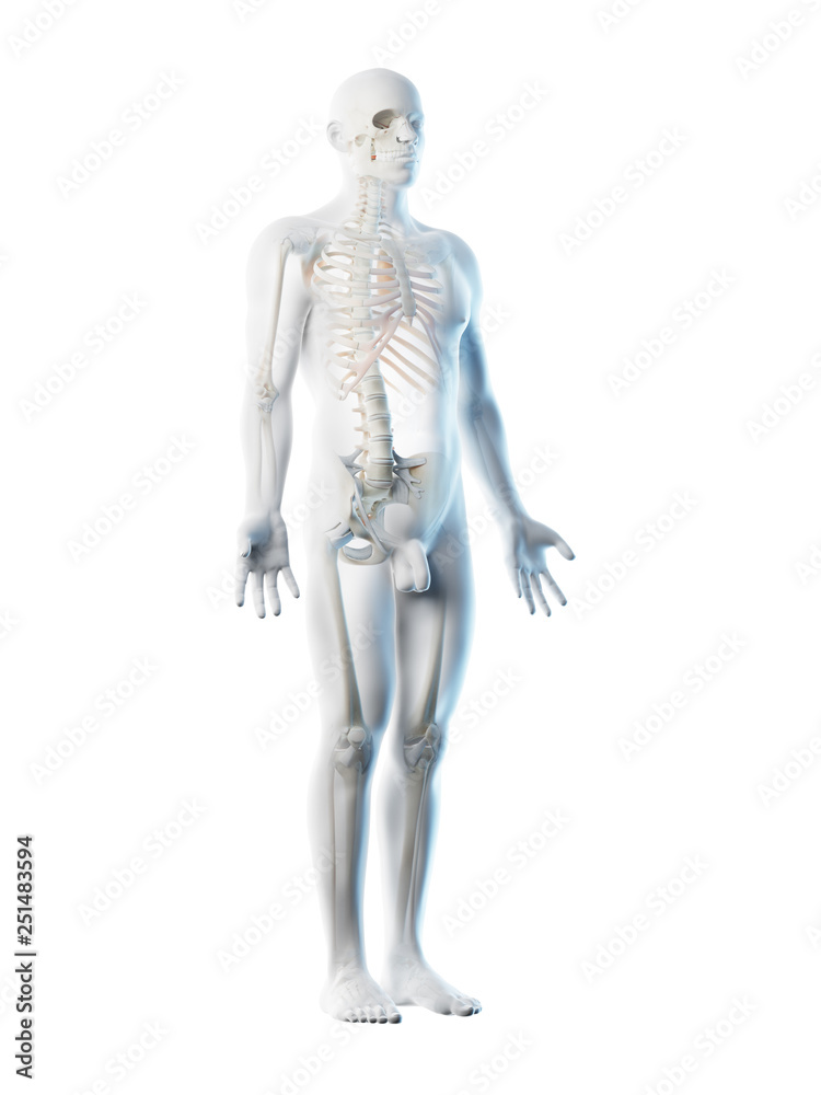 3d rendered illustration of a mans skeleton and ligaments