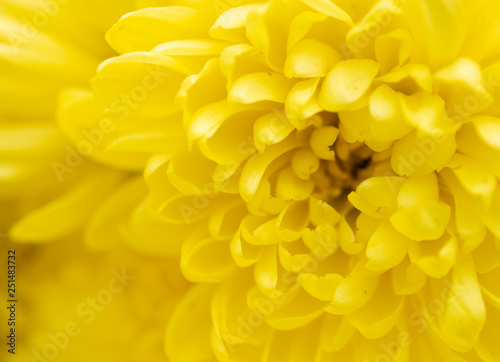 Close up of yellow flower for decorated wall paper © kittiyaporn1027
