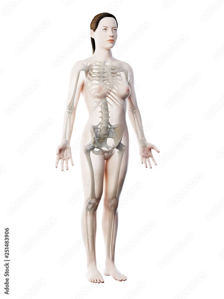 3d rendered illustration of a females skeleton and ligaments 3d rendered illustration of a females skeleton and ligaments