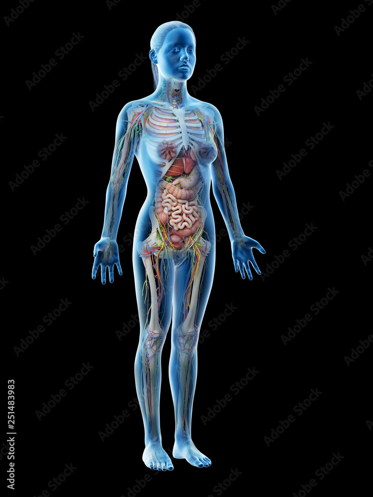 3d rendered illustration of a females anatomy 3d rendered illustration of a females anatomy