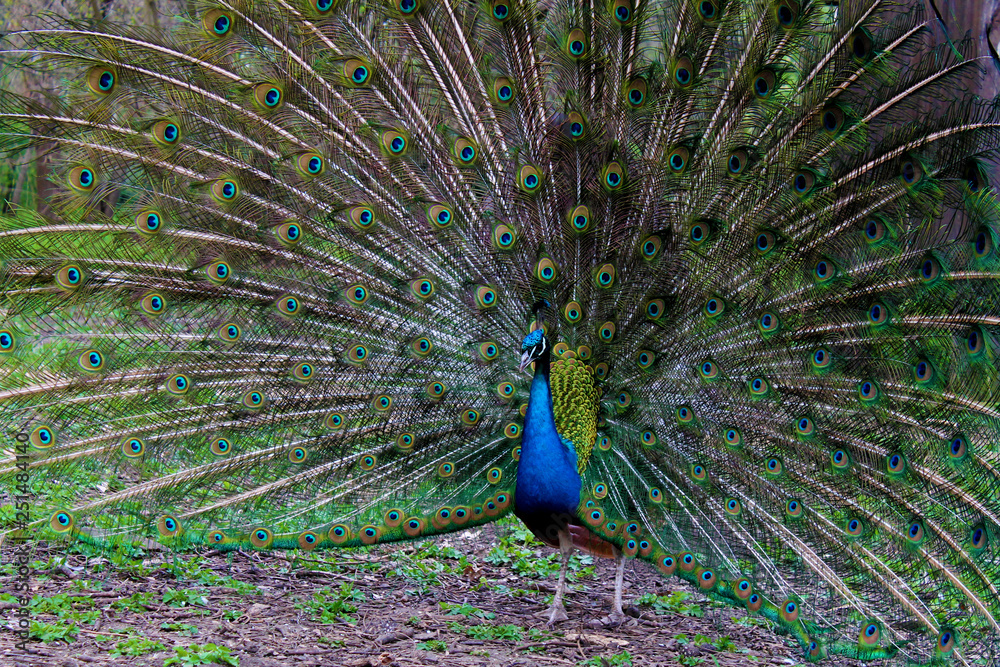 Obraz premium peacock with feathers