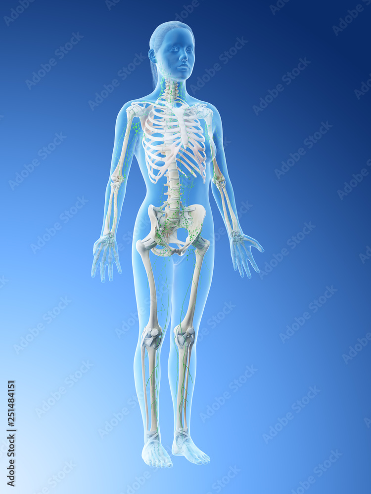 3d rendered illustration of a females lymphatic system