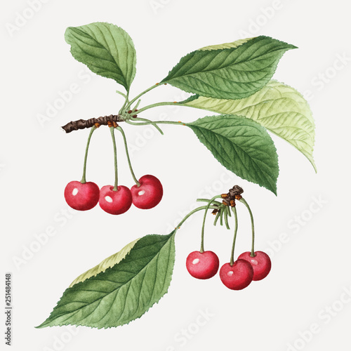 Cherry tree branch