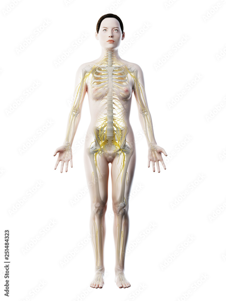 3d rendered illustration of a females nervous system 3d rendered illustration of a females nervous system