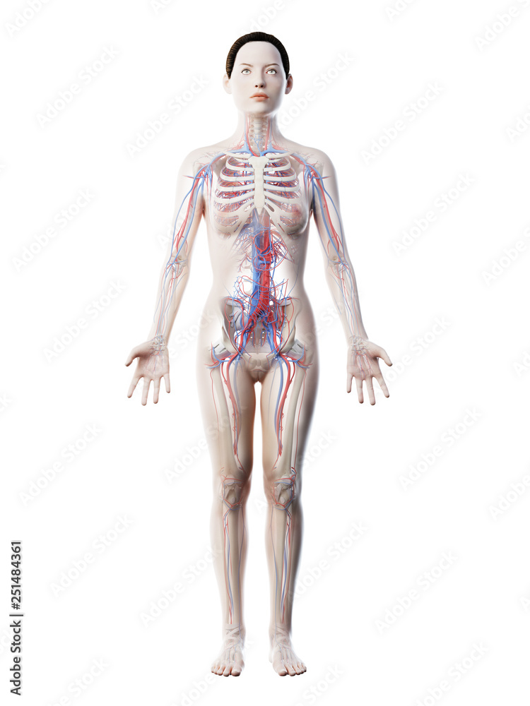 3d rendered illustration of a females vascular system 3d rendered illustration of a females vascular system