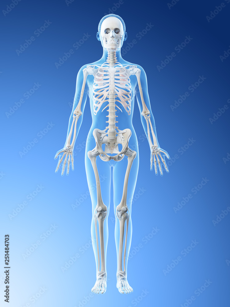 3d rendered illustration of a females skeleton and ligaments