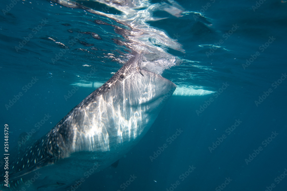 Naklejka premium Whale shark feeding