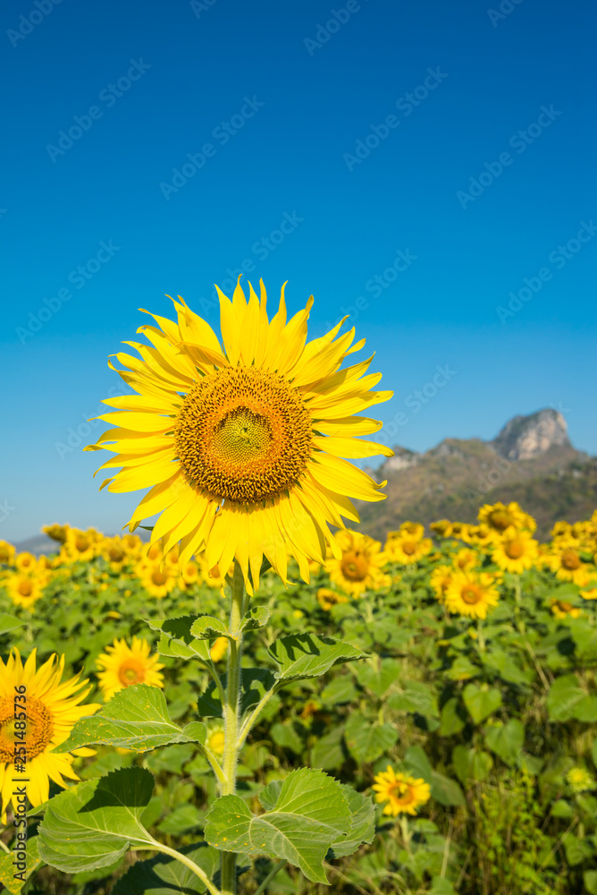 Fototapeta premium Beautiful blooming sunflowers in field farming garden with clear sunny day blue sky background in the summer morning, Thailand. Sunflowers oil is the non-volatile oil from seeds.