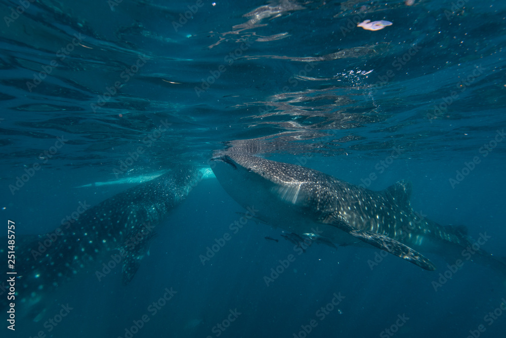 Fototapeta premium Feeding whale sharks