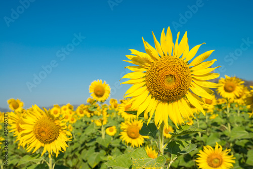 Beautiful blooming sunflowers in field farming garden with clear sunny day blue sky background in the summer morning  Thailand. Sunflowers oil is the non-volatile oil from seeds.