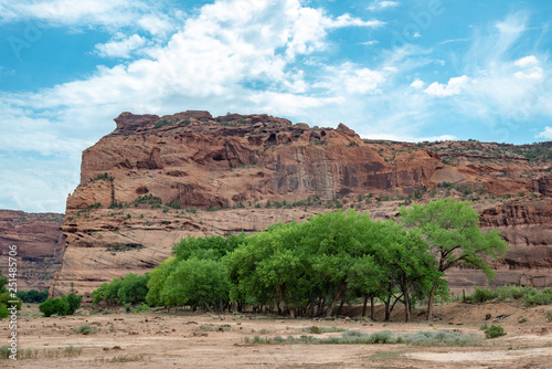 Cottonwood Trees  in Canyon de Chelly National Monument, Navajo Nation, Arizona, USA