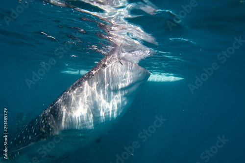 Whale shark feeding