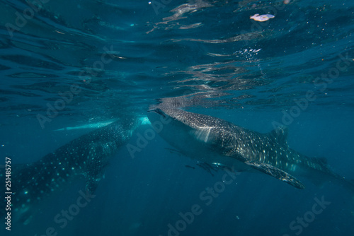 Feeding whale sharks