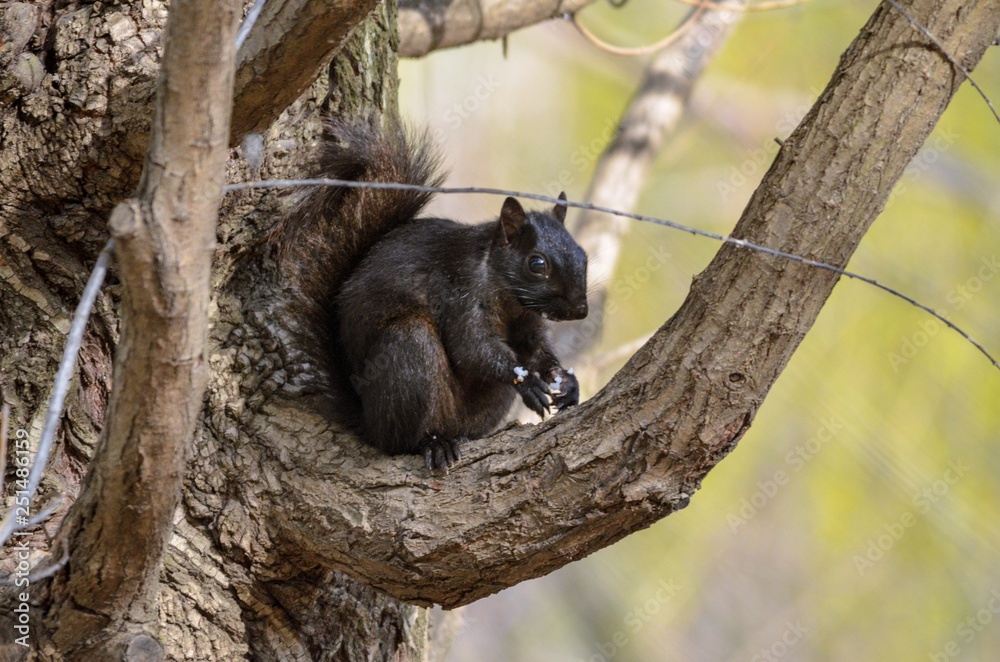 Black Squirrel on tree branch Black Squirrel on tree branch