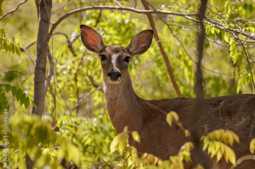 Female Adult Deer in Wood area surrounded by trees Female Adult Deer in Wood area surrounded by trees