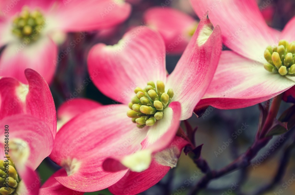 Pink Dogwood Flower blossom, close up