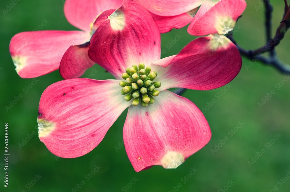 Pink Dogwood Flower blossom, close up on single bloom Pink Dogwood Flower blossom, close up on single bloom