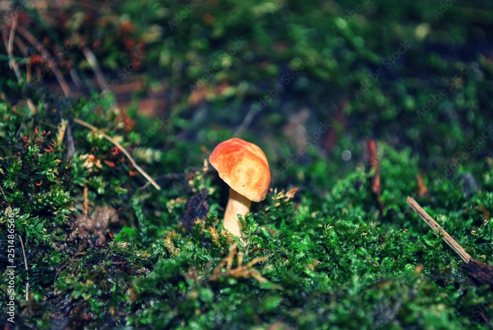 Single Mushrooms growing on forrest floor Single Mushrooms growing on forrest floor