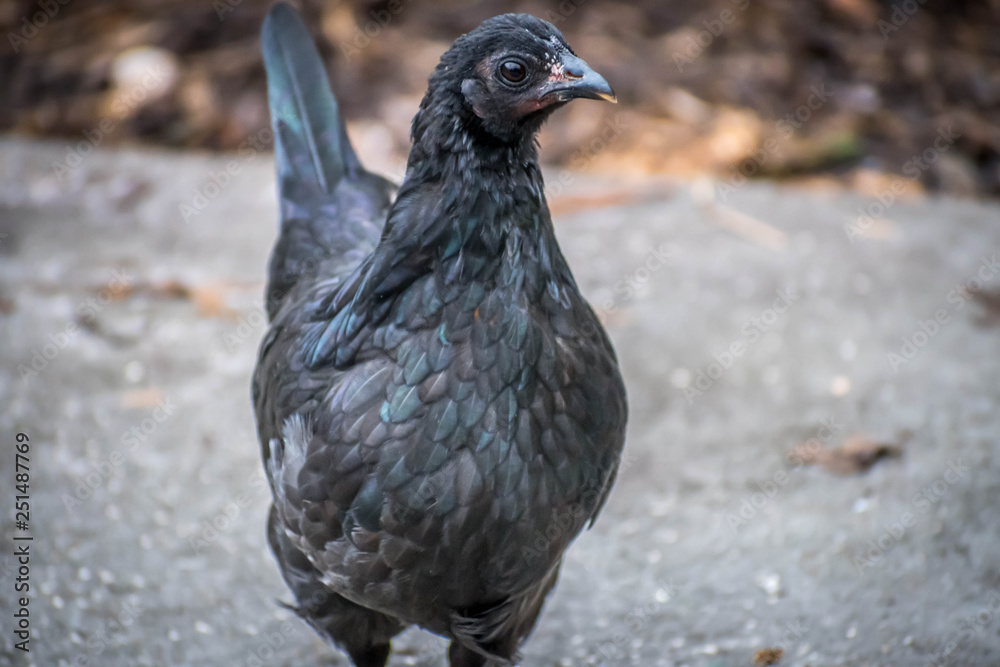 Obraz premium An uncommon Ayam Cemani in Jacksonville, Florida