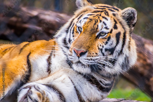 A black transverse stripes Siberian Tiger in Jacksonville  Florida