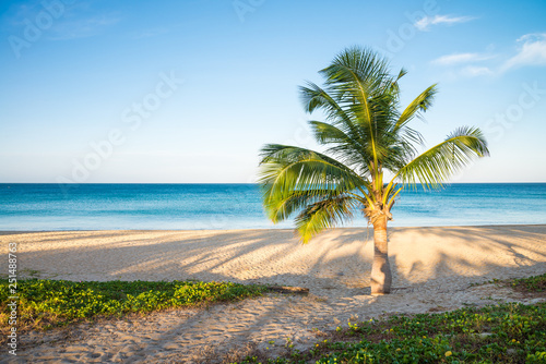 Tropical paradise beach with coconut palm tree in morning. Tropical summer beach holiday vacation traveling, resort hotel business concept.