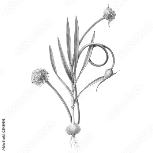 Garlic Plant Pencil Illustration Isolated on White