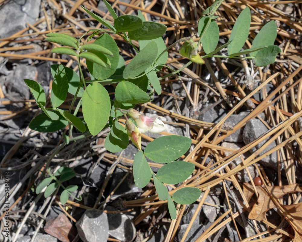 Aspen Pea (Lathyrus laetivirens) in the Clover Mountains of Lincoln COunty, Nevada, USA Aspen Pea (Lathyrus laetivirens) in the Clover Mountains of Lincoln COunty, Nevada, USA