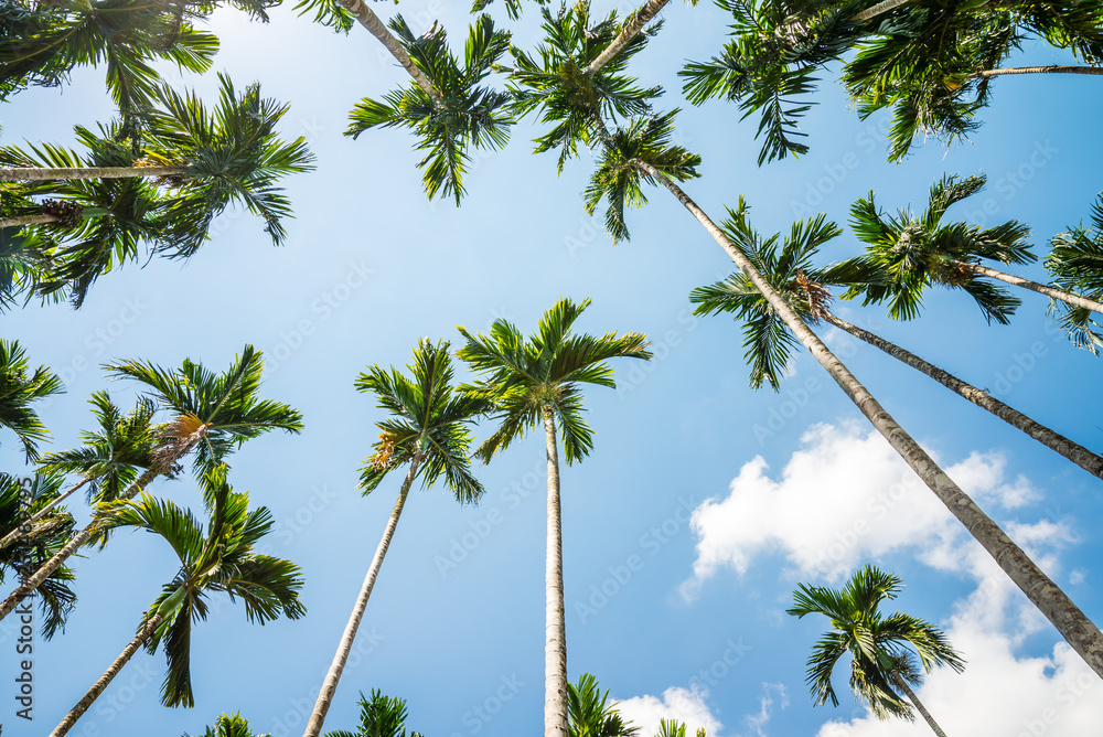 Areca nut or Betel Nuts palm tree with blue sky and clouds background in Thailand. Agriculture plantation or tropical summer beach holiday vacation traveling, resort hotel business concept. Areca nut or Betel Nuts palm tree with blue sky and clouds background in Thailand. Agriculture plantation or tropical summer beach holiday vacation traveling, resort hotel business concept.