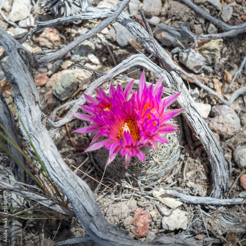 Pink viviparous foxtail cactus (Escobaria vivipara) photo