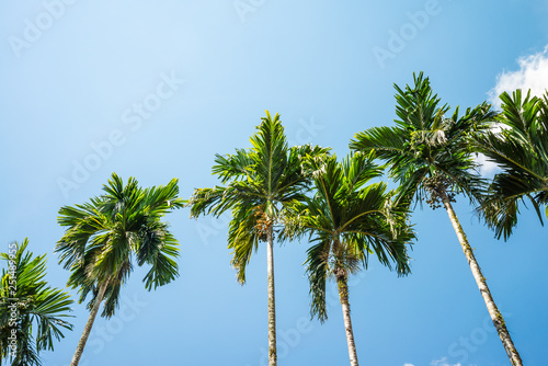 Areca nut or Betel Nuts palm tree with blue sky and clouds background in Thailand. Agriculture plantation or tropical summer beach holiday vacation traveling  resort hotel business concept.