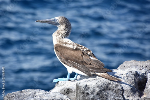 Blue-footed booby Sula nebouxii standing on a rock by the sea