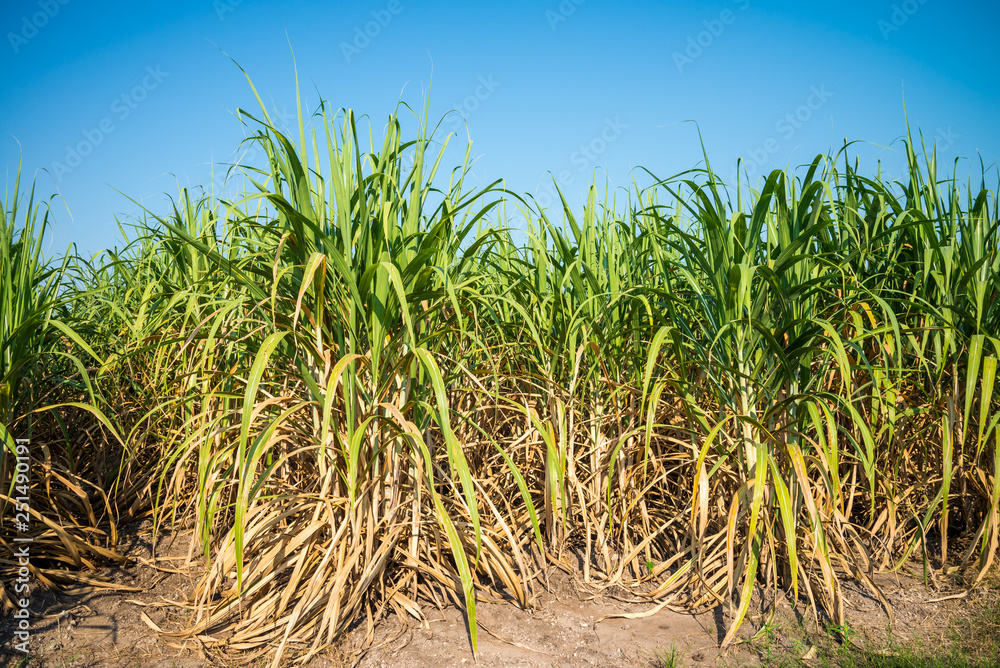 Agriculture sugarcane field farm with blue sky in sunny day background and copy space, Thailand. Sugar cane plant tree in countryside for food industry or renewable bioenergy power. Agriculture sugarcane field farm with blue sky in sunny day background and copy space, Thailand. Sugar cane plant tree in countryside for food industry or renewable bioenergy power.