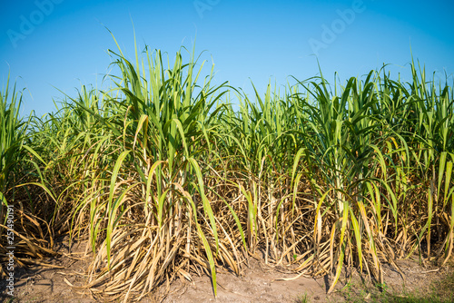 Agriculture sugarcane field farm with blue sky in sunny day background and copy space, Thailand. Sugar cane plant tree in countryside for food industry or renewable bioenergy power.