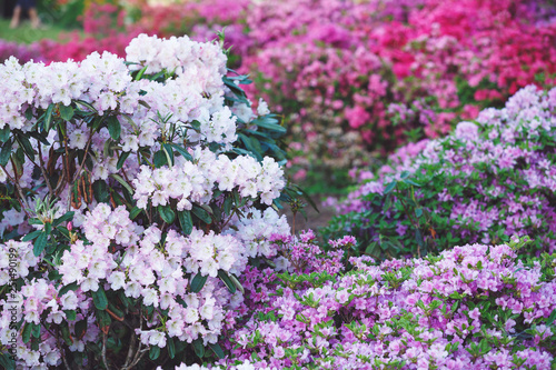 Colorful violet azalea flowers in garden. Blooming bushes of bright azalea at spring sunlight. Nature, spring flowers background