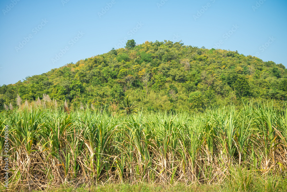 Agriculture sugarcane field farm with mountain hill blue sky in sunny day background and copy space, Thailand. Sugar cane plant tree in countryside for food industry or renewable bioenergy power.