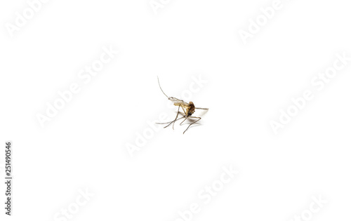 Dead mosquito on white isolated background