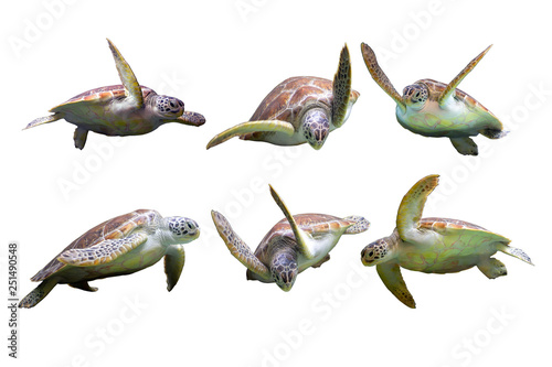 Set of Sea Turtle in many action on white isolated background