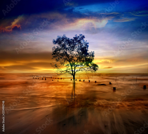 tree on beach at sunset