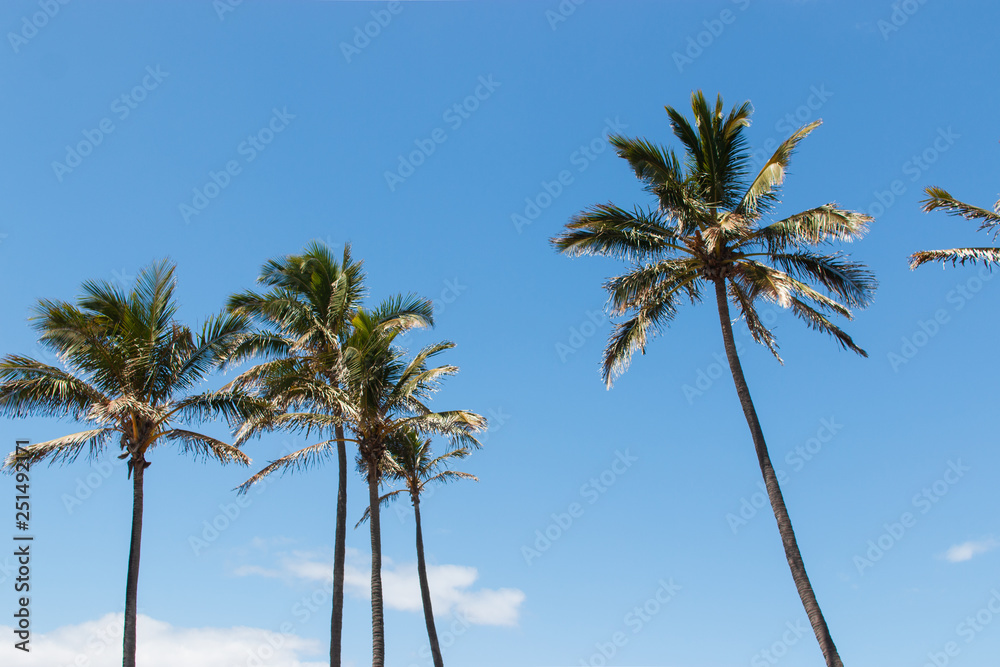 palm tree on background of blue sky clouds resort beach tropical summer
