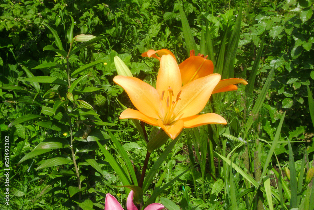yellow lilies in the garden yellow lilies in the garden
