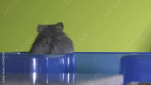 A grey hamster expolring and sniffing around in it's cage. photo