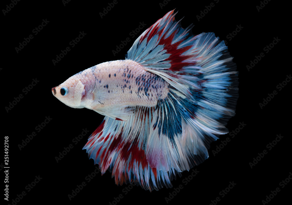 Fototapeta premium beautiful betta splendens isolated on black background (Fancy Halfmoon)