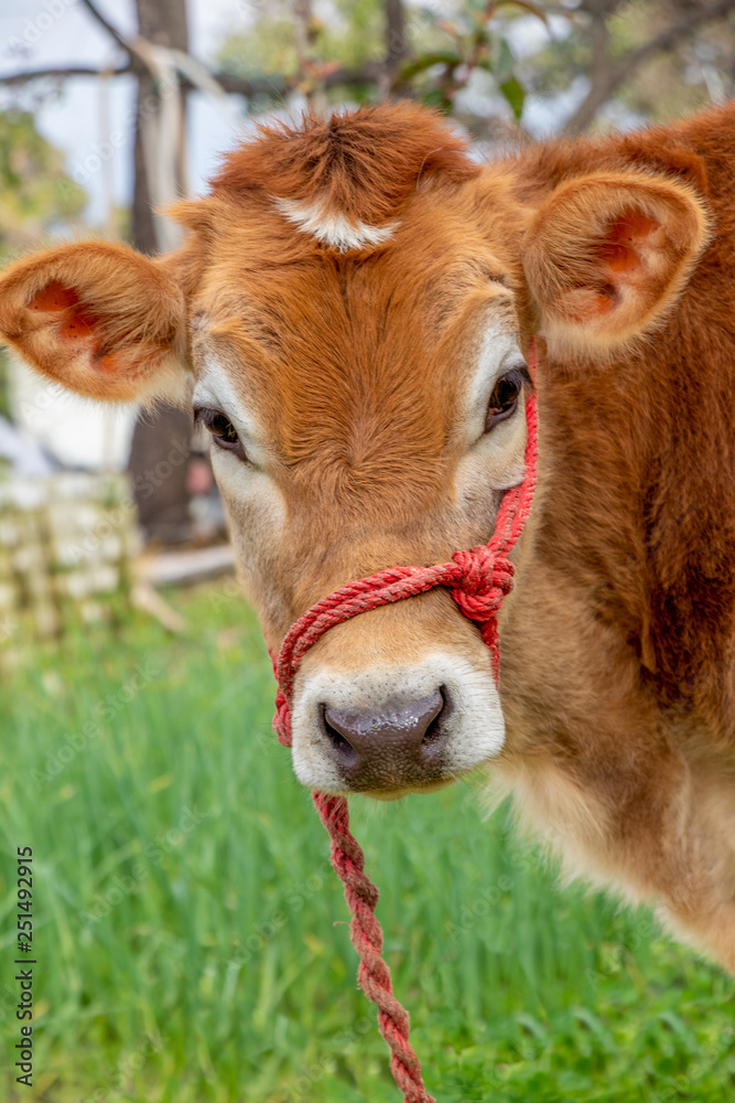 Cow calf tied with red rope, portrait of young cow