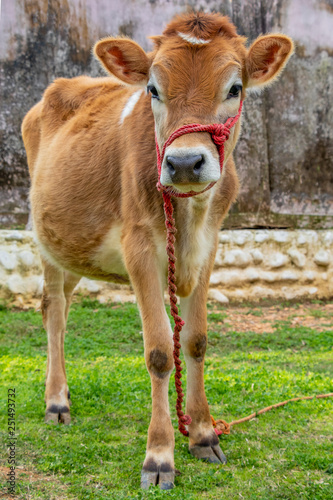 Cow calf tied with red rope, portrait of young cow