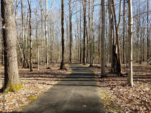 asphalt trail or path in forest or woods