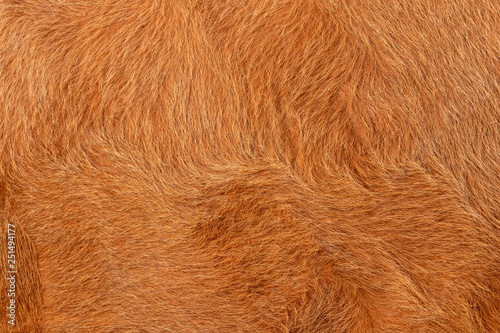 Cow fur or hair, brown and golden