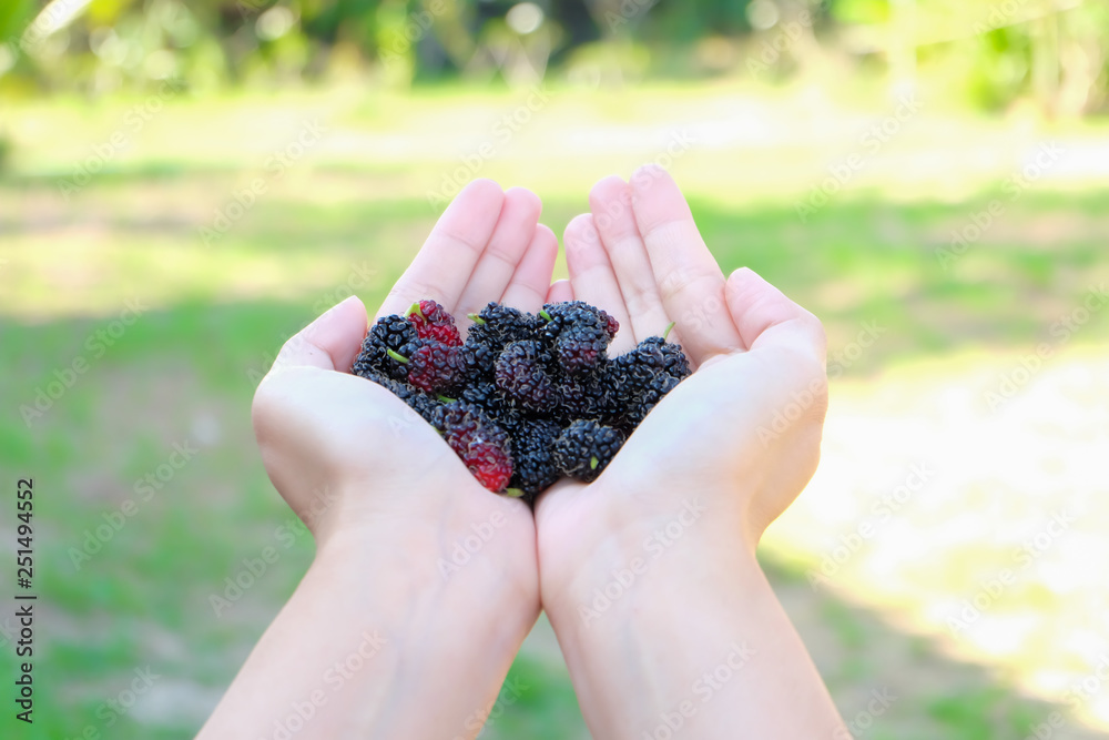 Fresh Mulberry fruits on hand, Mulberry with very useful for the treatment and protect of various diseases. Organic fresh, ripe fruit. Fresh Mulberry fruits on hand, Mulberry with very useful for the treatment and protect of various diseases. Organic fresh, ripe fruit.