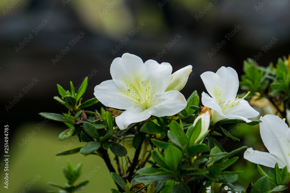Obraz premium lily of the valley
