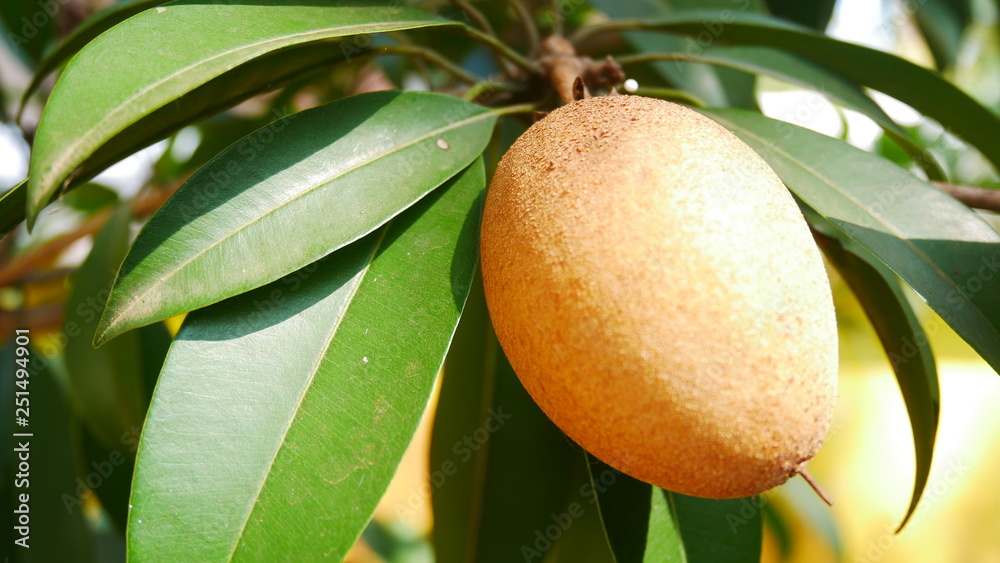Chikku Sapota Sapodila Chikku Sapota Sapodila